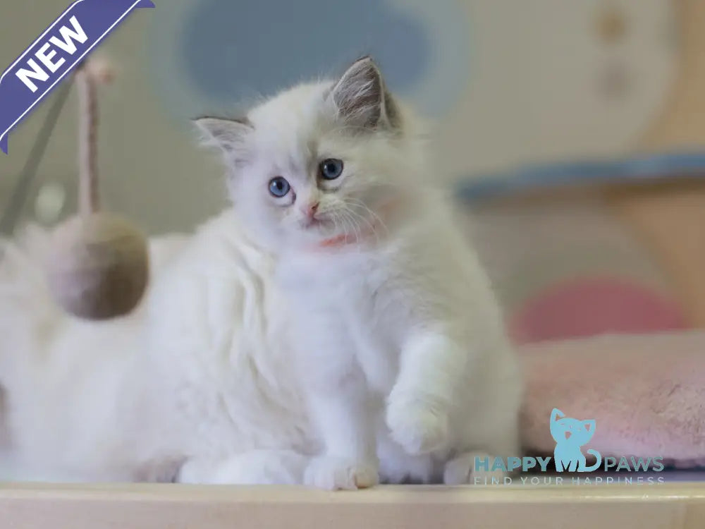Nella Ragdoll female seal lynx bicolour live animals