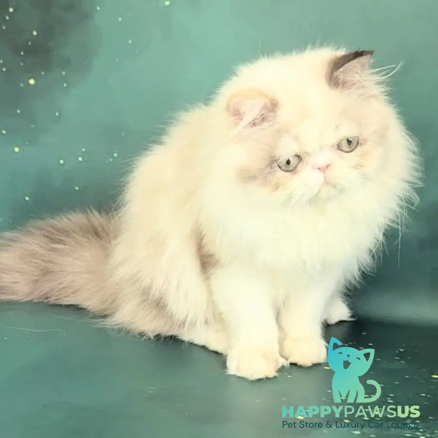 Nelli Persian female blue tortie pointed bicolour - live animals