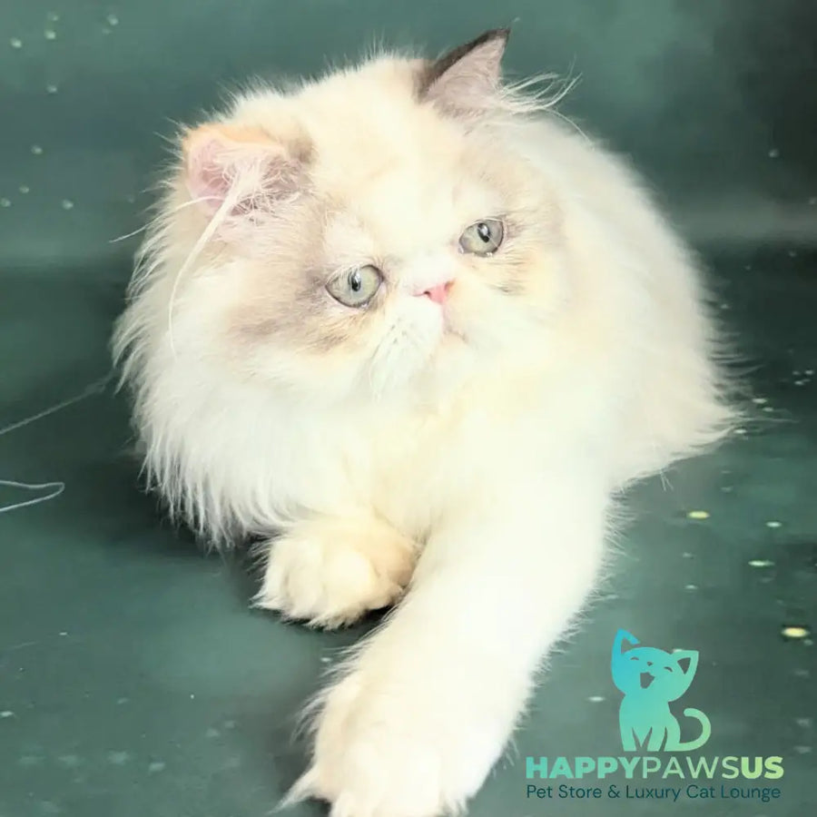 Nelli Persian female blue tortie pointed bicolour - live animals