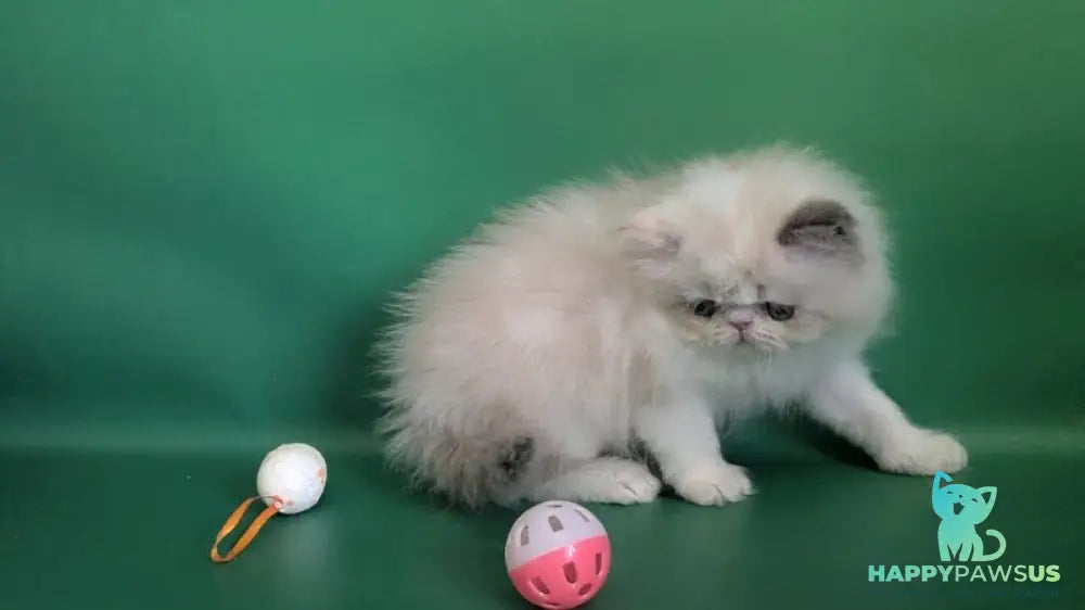 Nelli Persian female blue tortie pointed bicolour - live animals