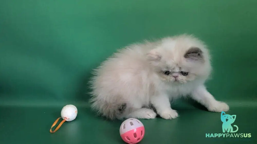 Nelli Persian female blue tortie pointed bicolour - live animals