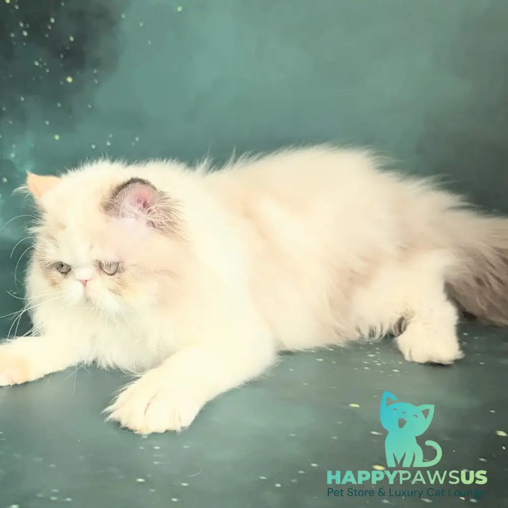 Nelli Persian female blue tortie pointed bicolour - live animals