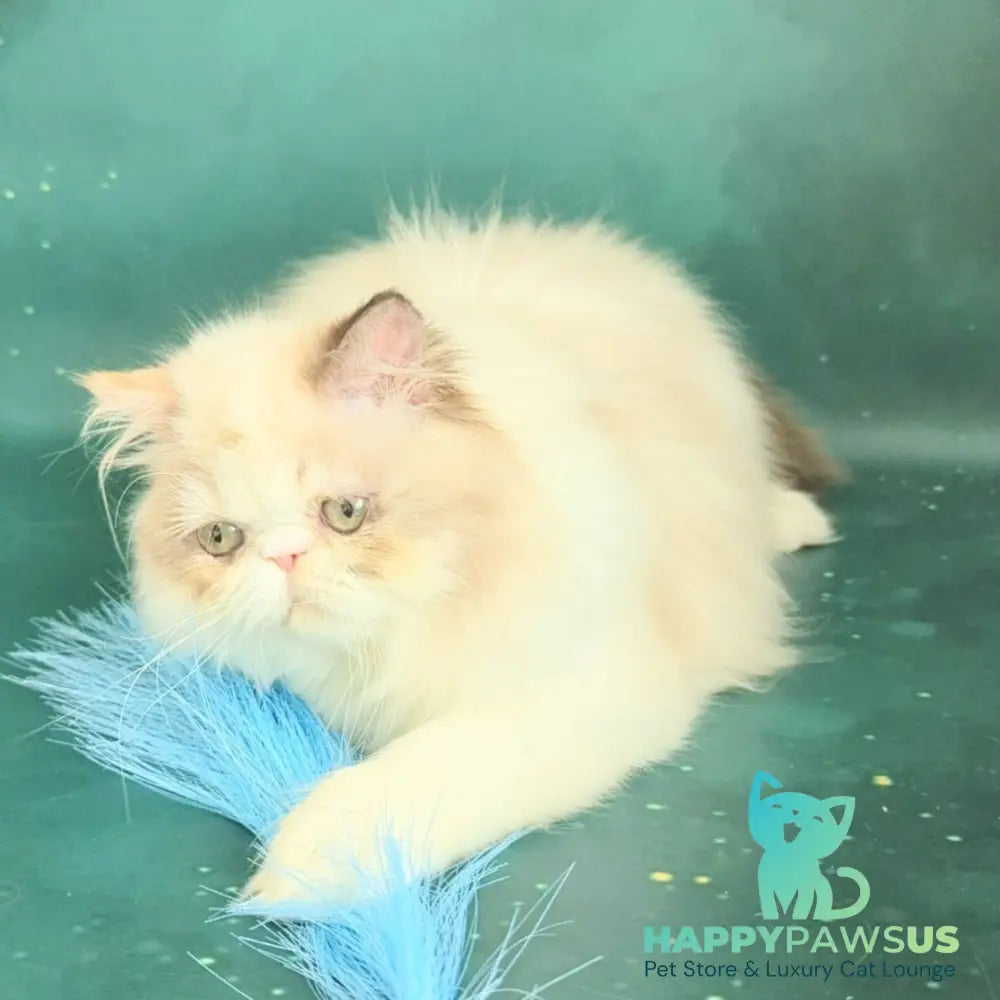 Nelli Persian female blue tortie pointed bicolour - live animals