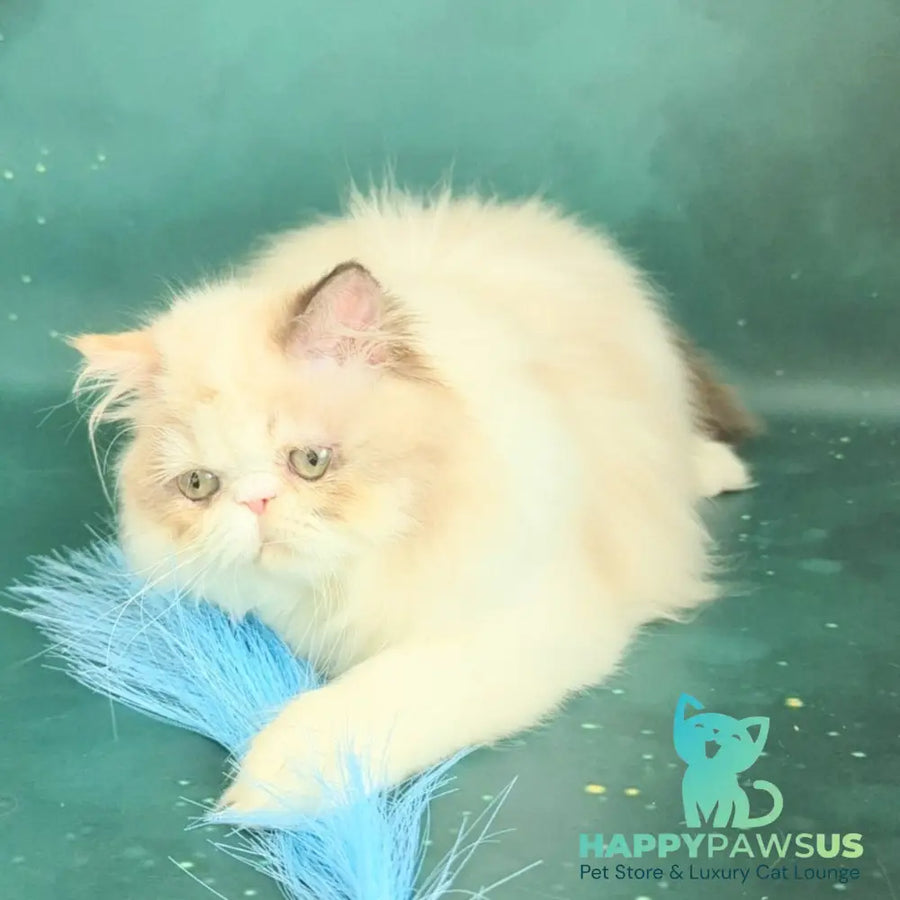 Nelli Persian female blue tortie pointed bicolour - live animals