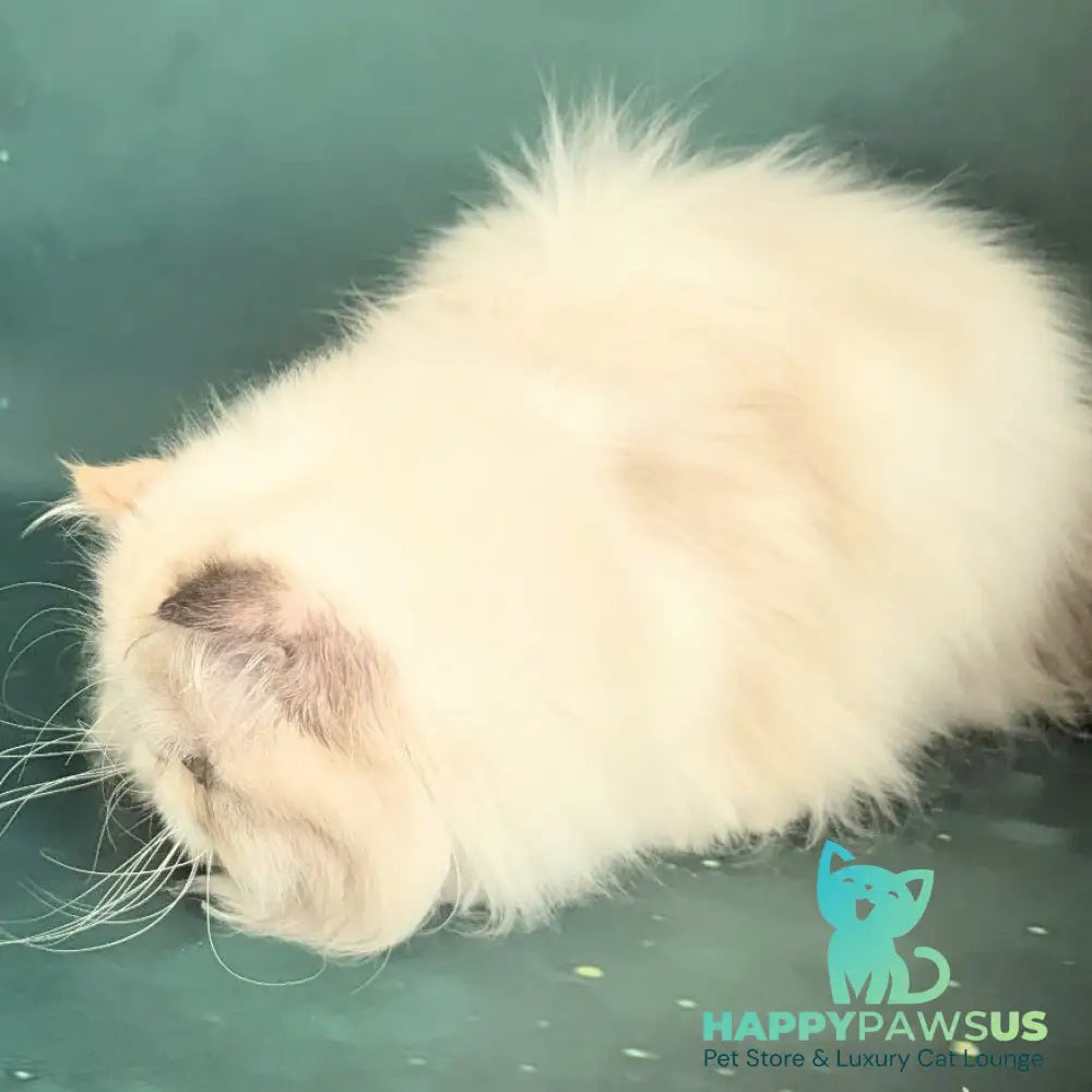 Nelli Persian female blue tortie pointed bicolour - live animals
