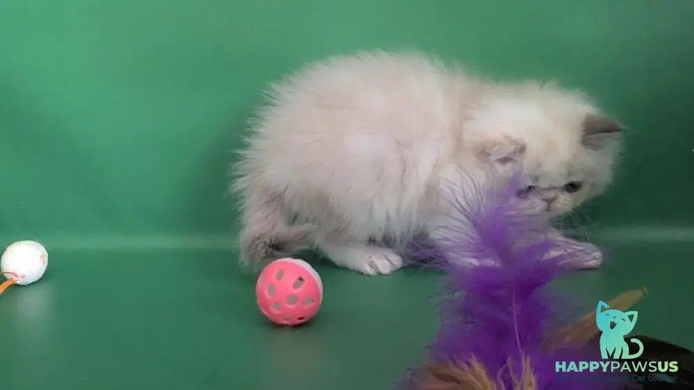 Nelli Persian female blue tortie pointed bicolour - live animals