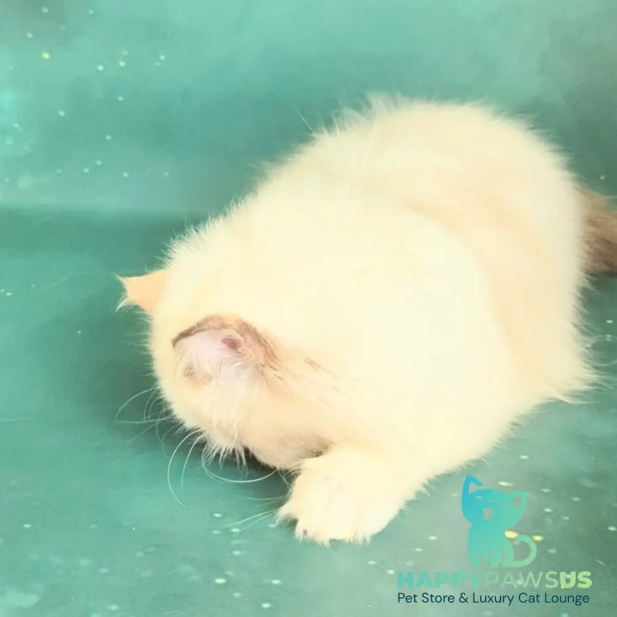 Nelli Persian female blue tortie pointed bicolour - live animals