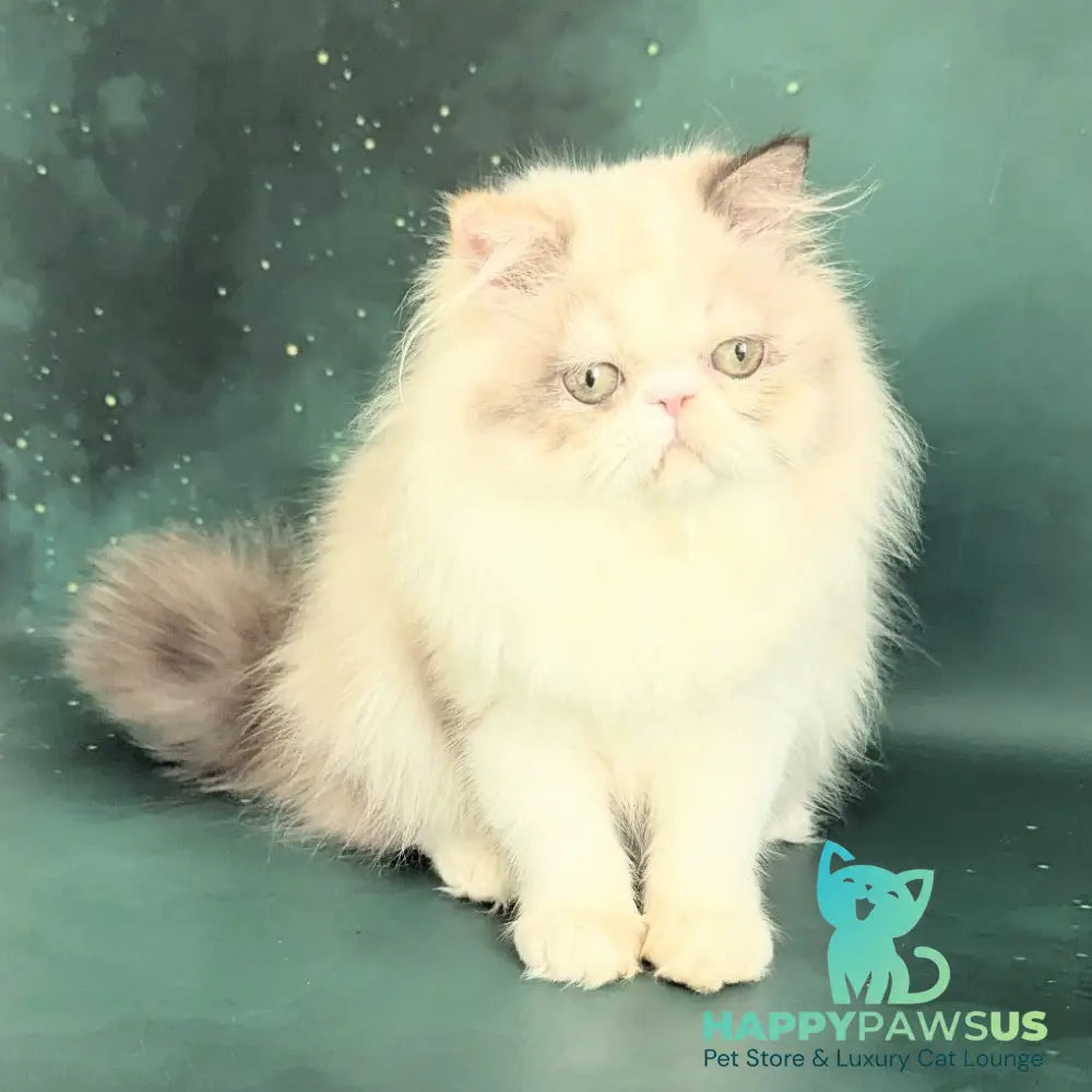 Nelli Persian female blue tortie pointed bicolour - live animals