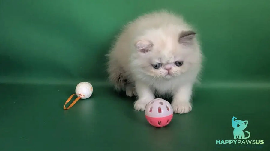 Nelli Persian female blue tortie pointed bicolour - live animals