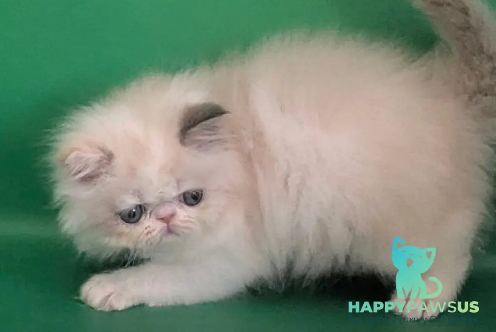 Nelli Persian female blue tortie pointed bicolour - live animals