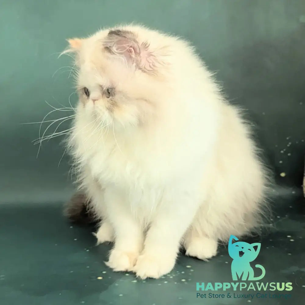 Nelli Persian female blue tortie pointed bicolour - live animals