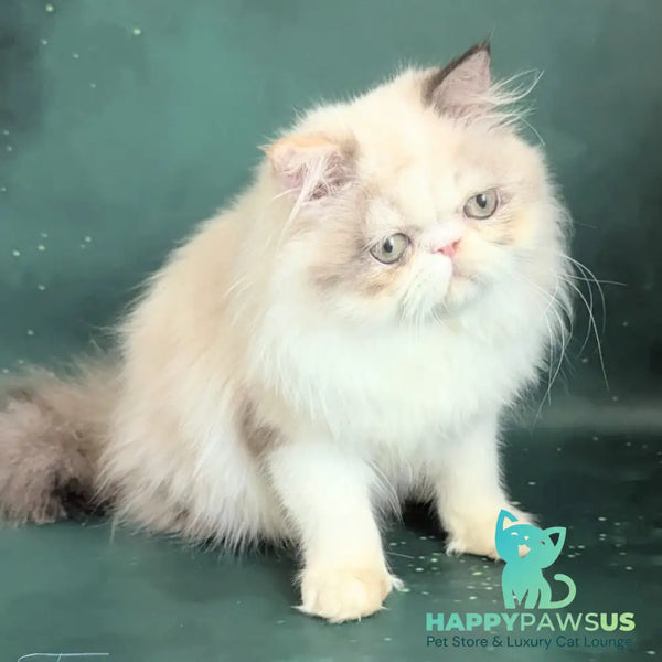 Nelli Persian female blue tortie pointed bicolour - live animals