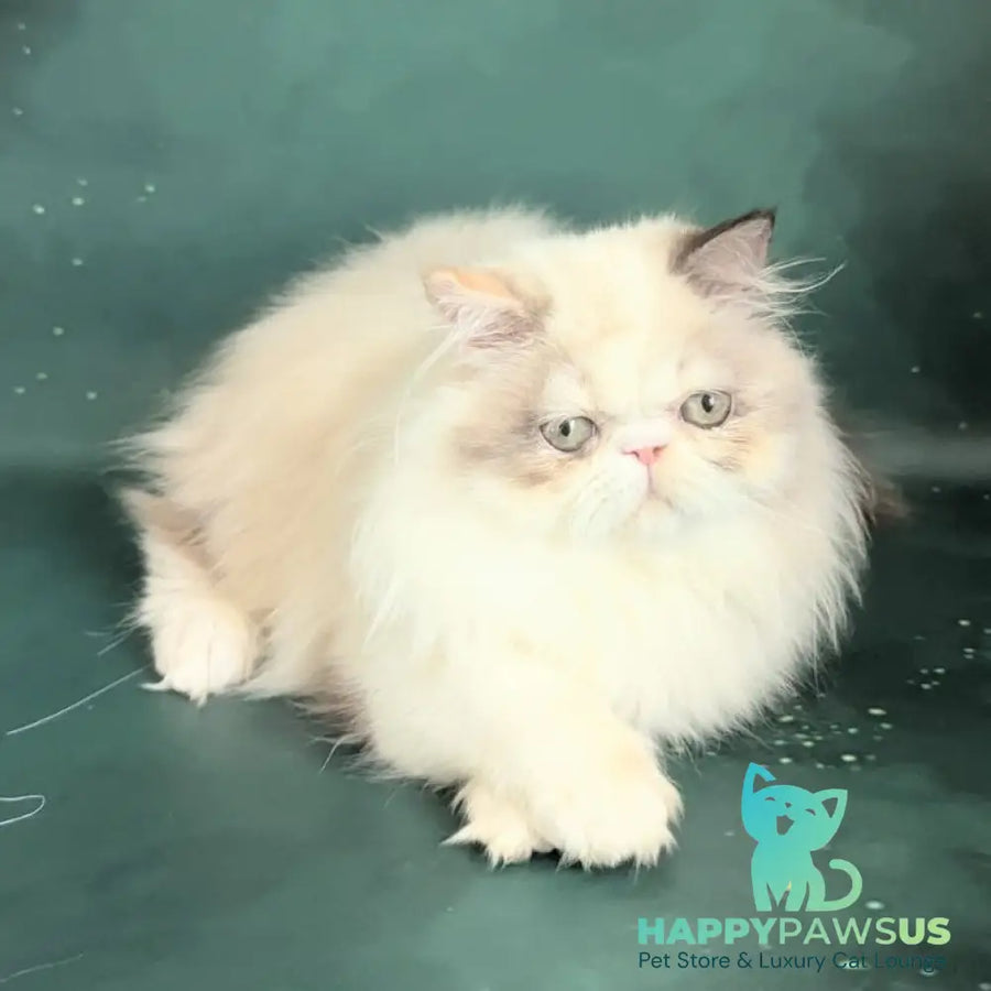 Nelli Persian female blue tortie pointed bicolour - live animals