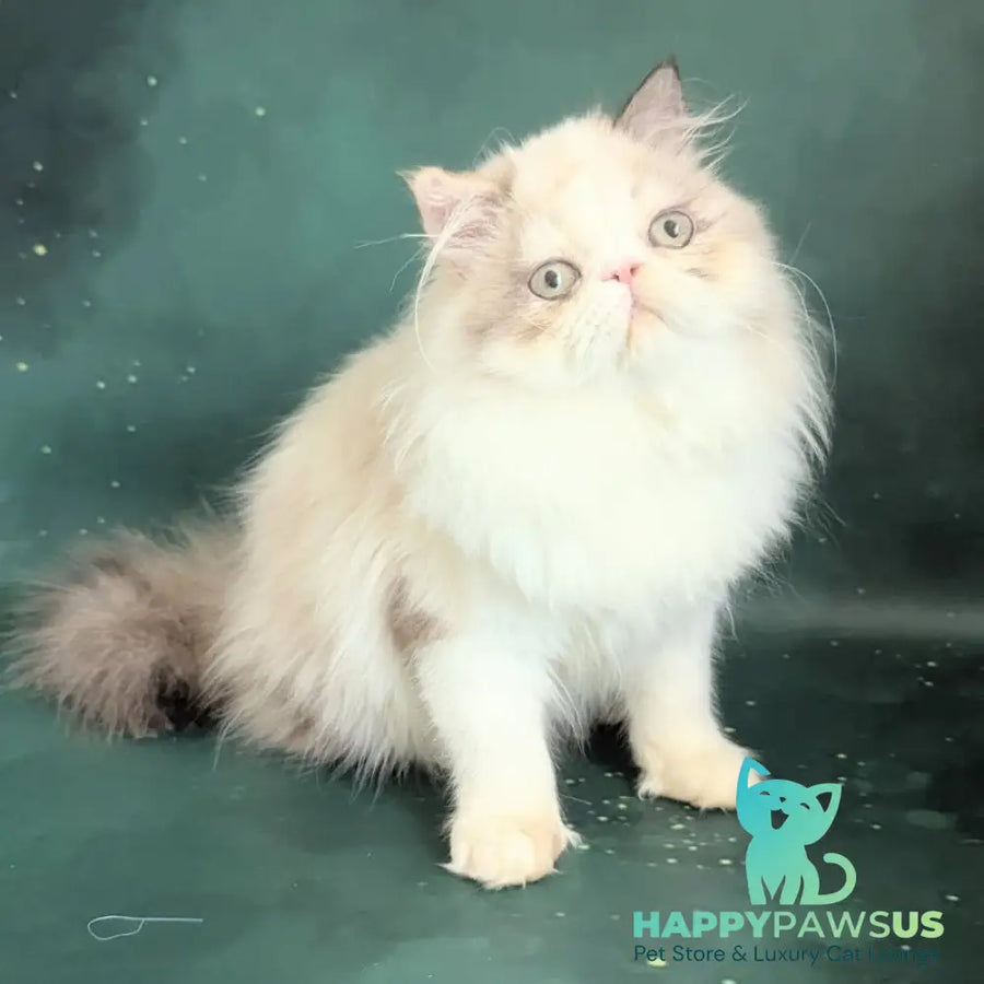 Nelli Persian female blue tortie pointed bicolour - live animals