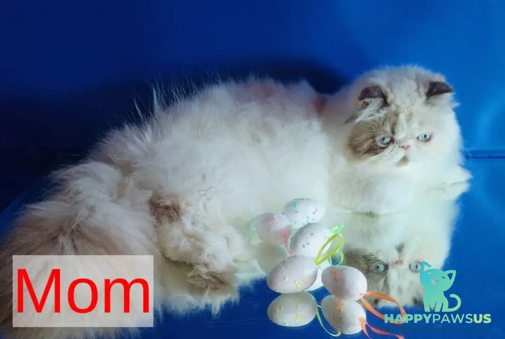 Nelli Persian female blue tortie pointed bicolour - live animals
