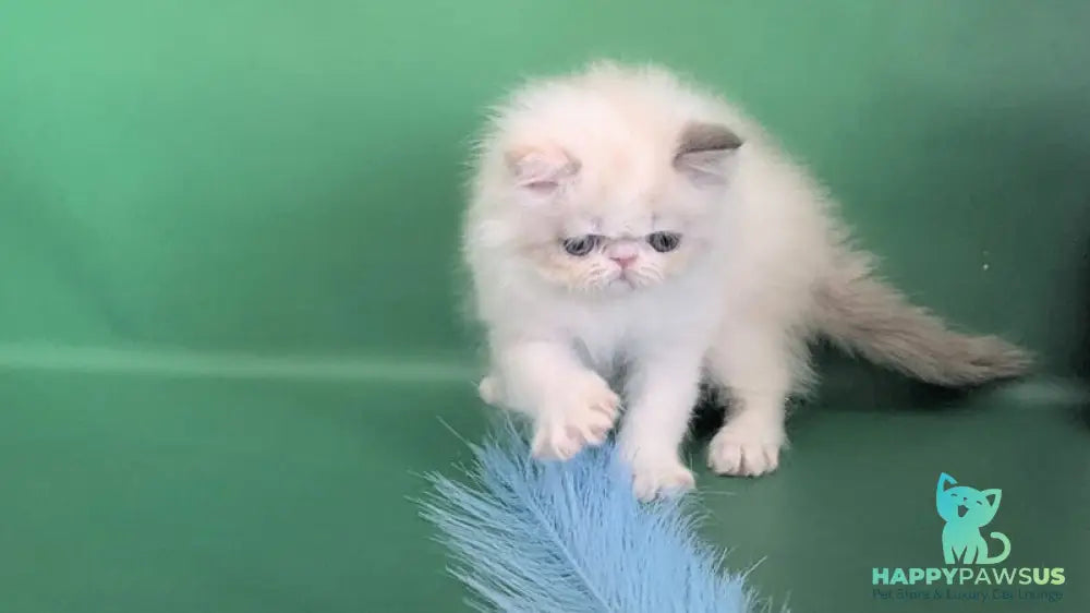 Nelli Persian female blue tortie pointed bicolour - live animals