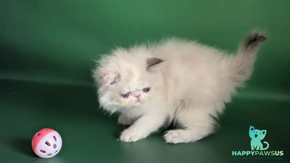 Nelli Persian female blue tortie pointed bicolour - live animals