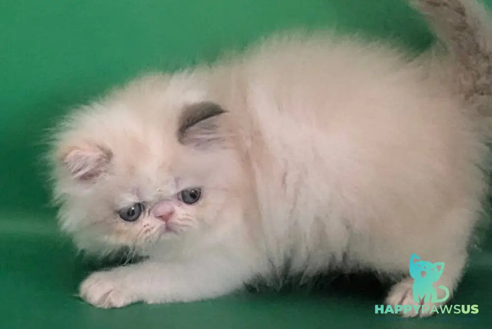 Nelli Persian female blue tortie pointed bicolour - live animals