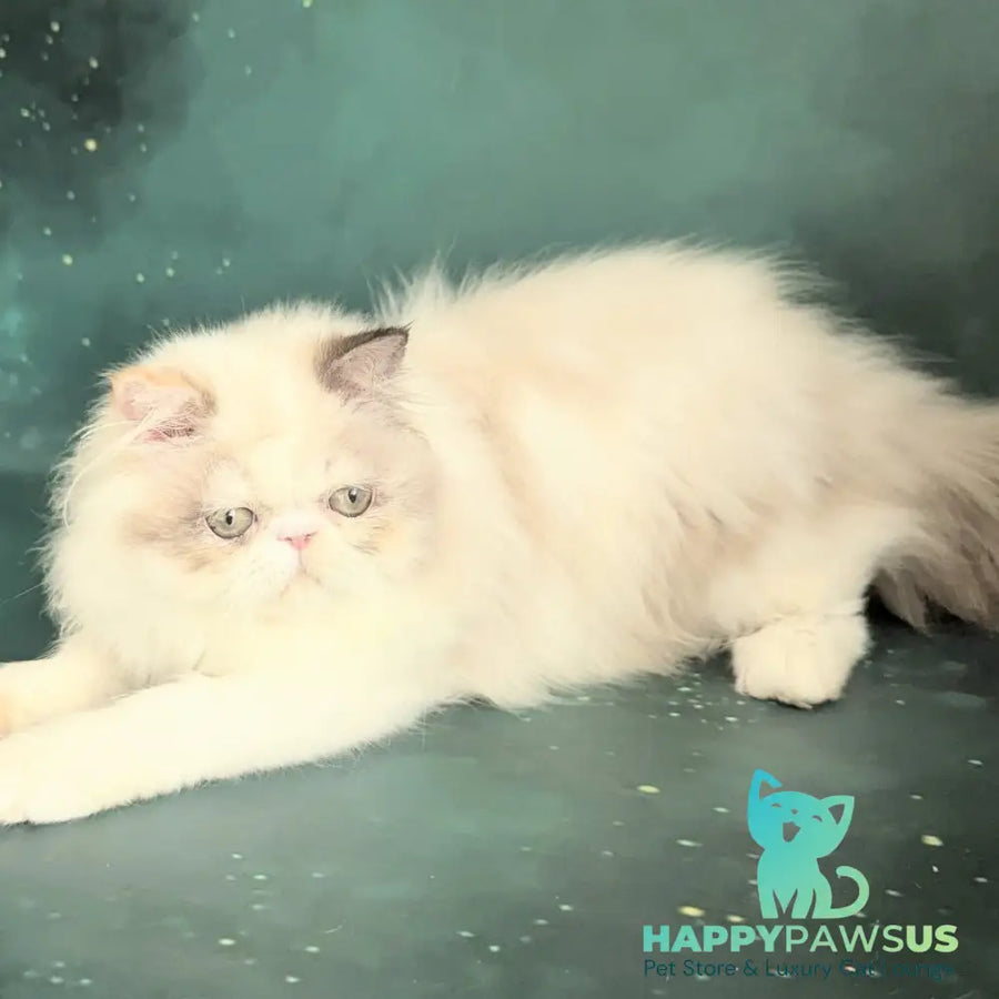 Nelli Persian female blue tortie pointed bicolour - live animals