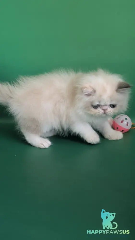 Nelli Persian female blue tortie pointed bicolour - live animals