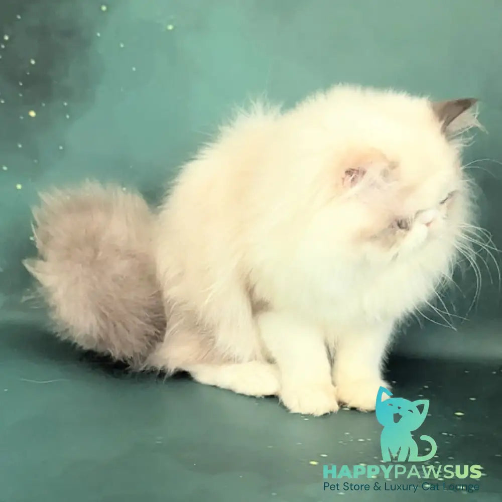 Nelli Persian female blue tortie pointed bicolour - live animals