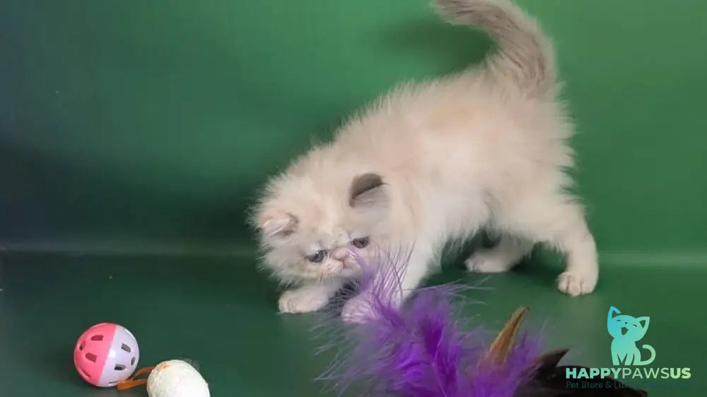 Nelli Persian female blue tortie pointed bicolour - live animals