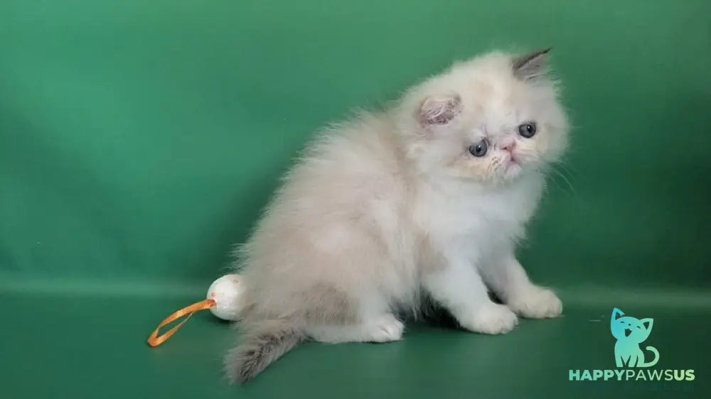 Nelli Persian female blue tortie pointed bicolour - live animals