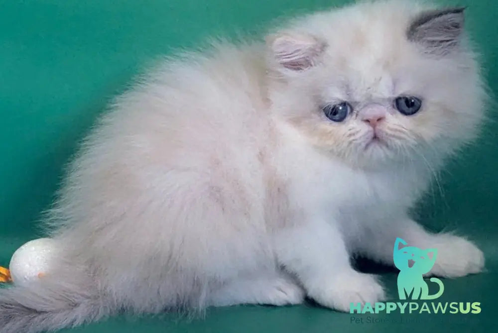 Nelli Persian female blue tortie pointed bicolour - live animals