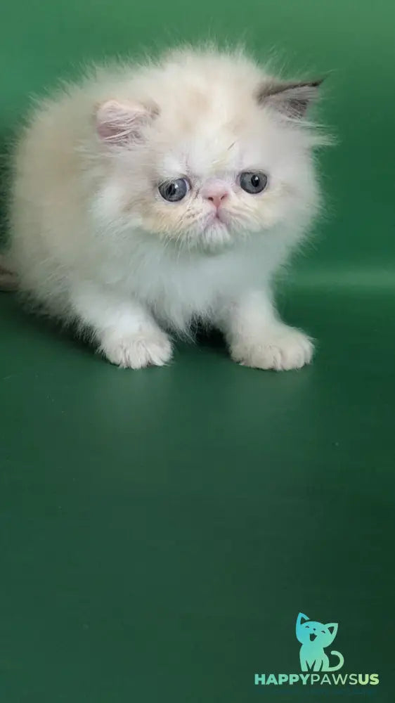 Nelli Persian female blue tortie pointed bicolour - live animals