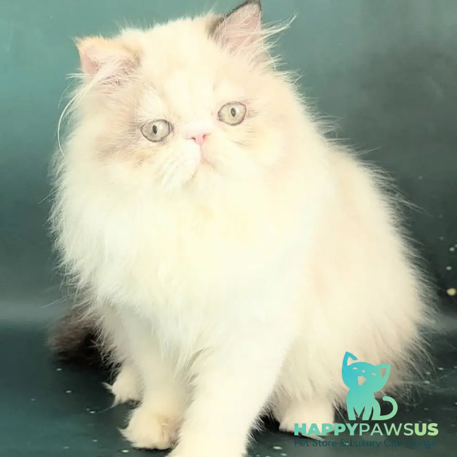Nelli Persian female blue tortie pointed bicolour - live animals