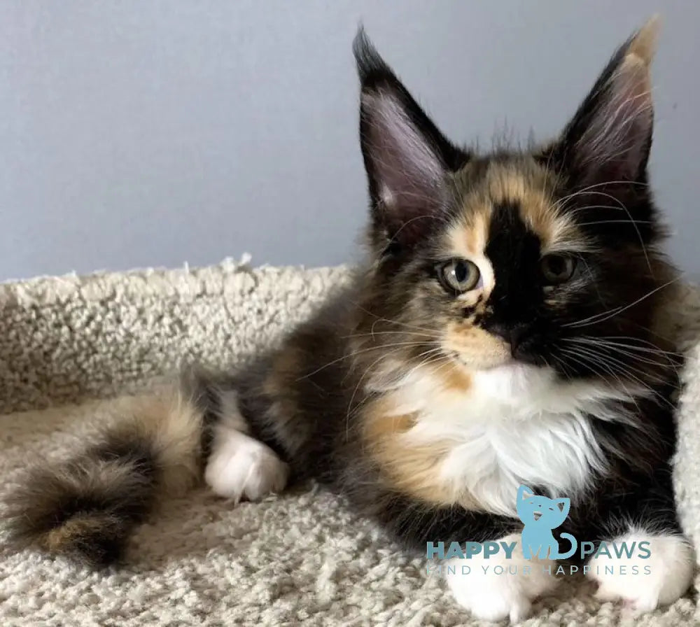 Nelly Maine Coon female black tortie bicolour live animals