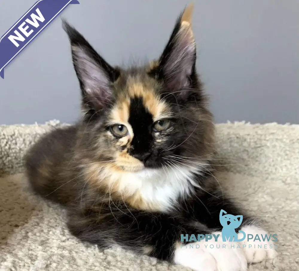 Nelly Maine Coon female black tortie bicolour live animals