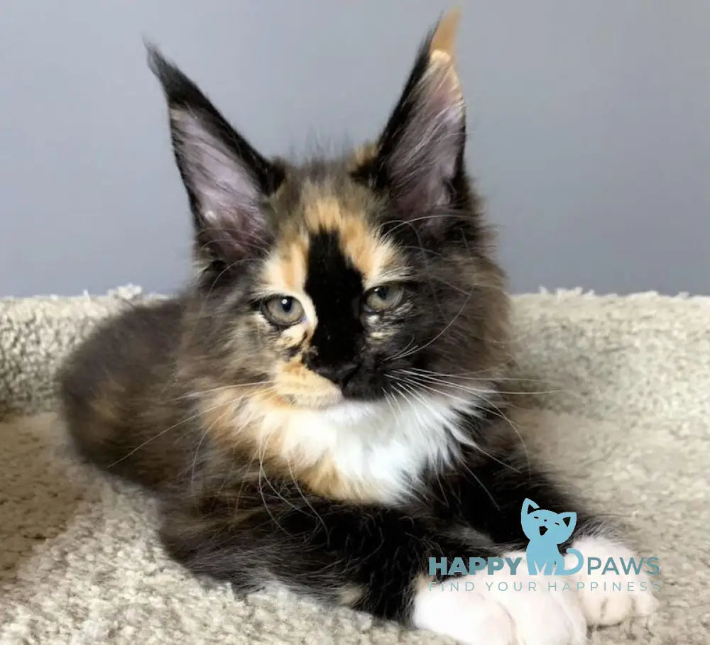 Nelly Maine Coon female black tortie bicolour live animals