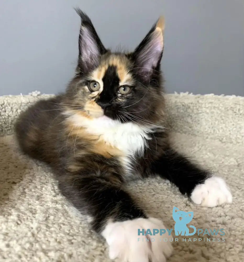 Nelly Maine Coon female black tortie bicolour live animals