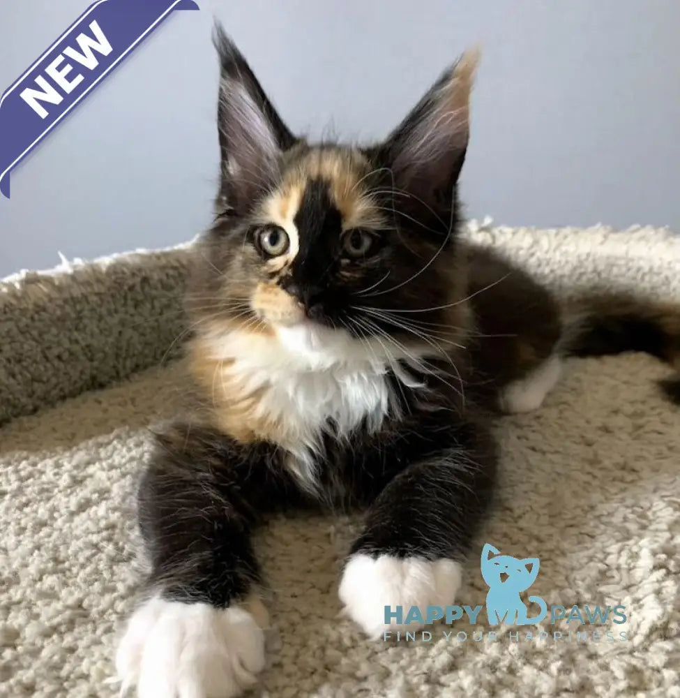 Nelly Maine Coon female black tortie bicolour live animals