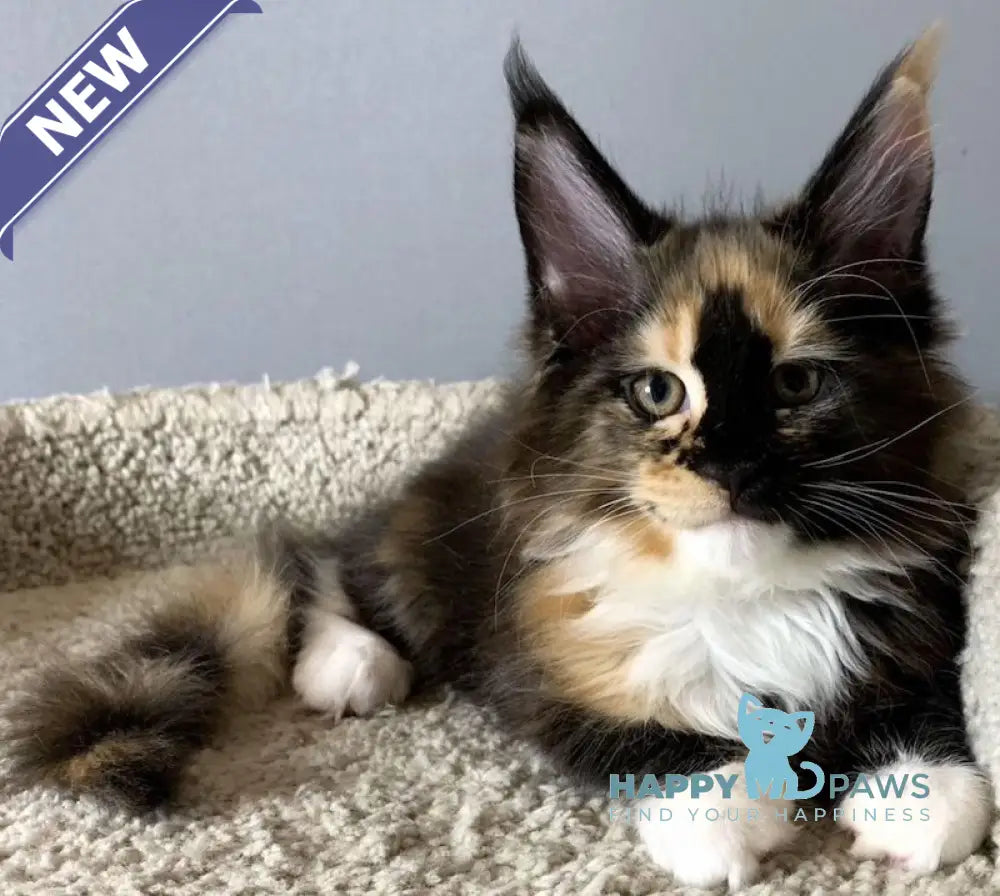Nelly Maine Coon female black tortie bicolour live animals