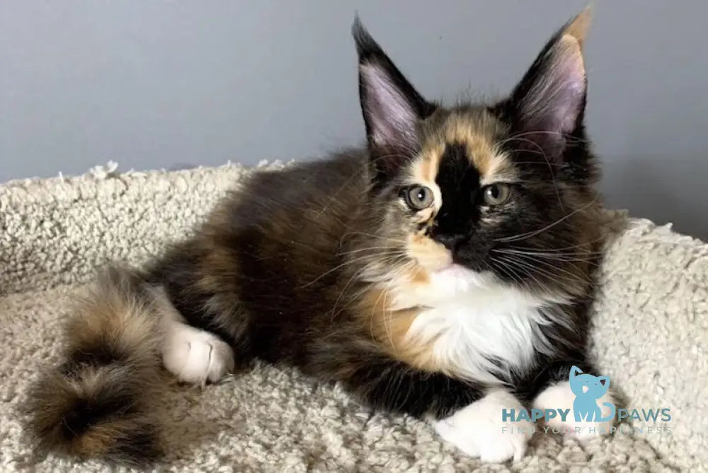 Nelly Maine Coon female black tortie bicolour live animals