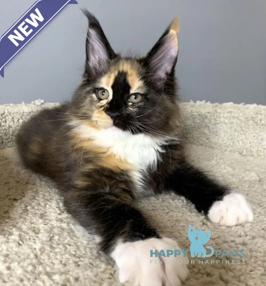 Nelly Maine Coon female black tortie bicolour live animals