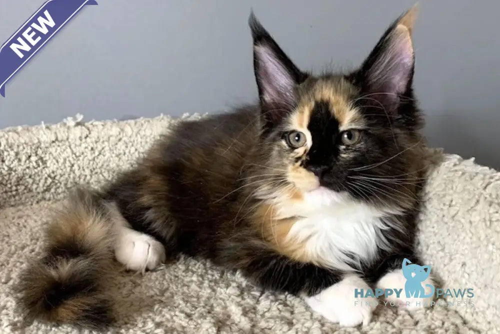 Nelly Maine Coon female black tortie bicolour live animals