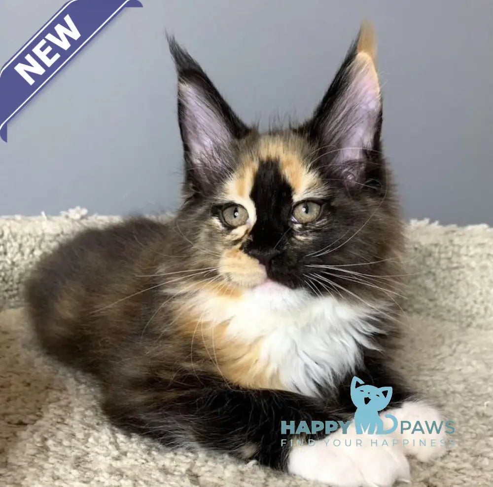 Nelly Maine Coon female black tortie bicolour live animals