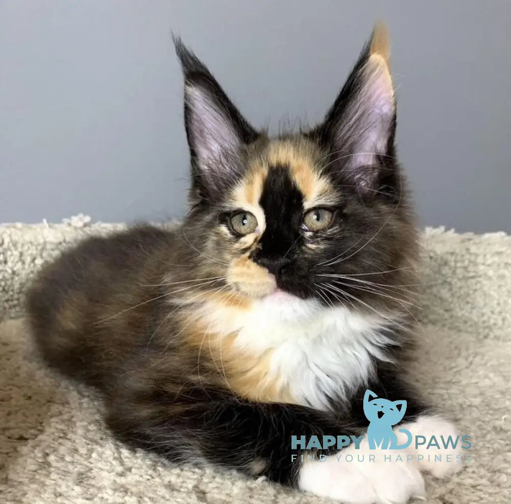 Nelly Maine Coon female black tortie bicolour live animals