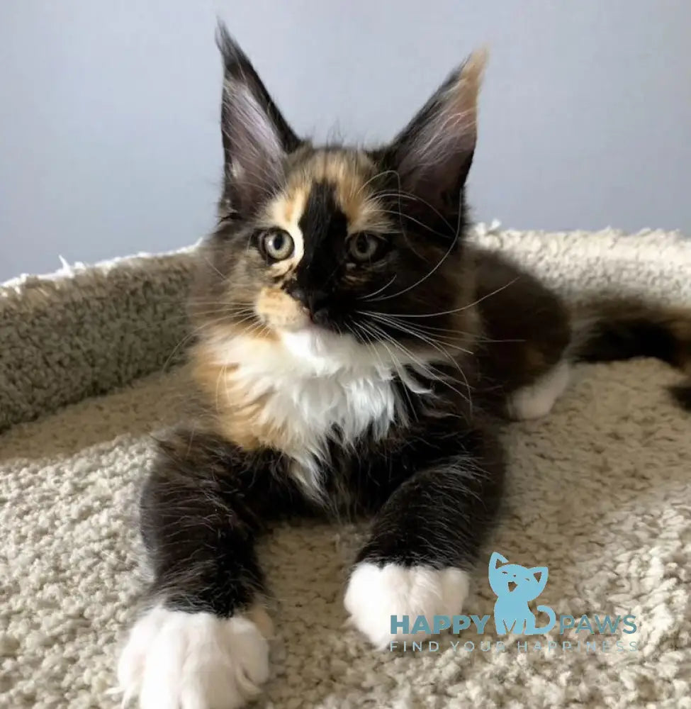Nelly Maine Coon female black tortie bicolour live animals