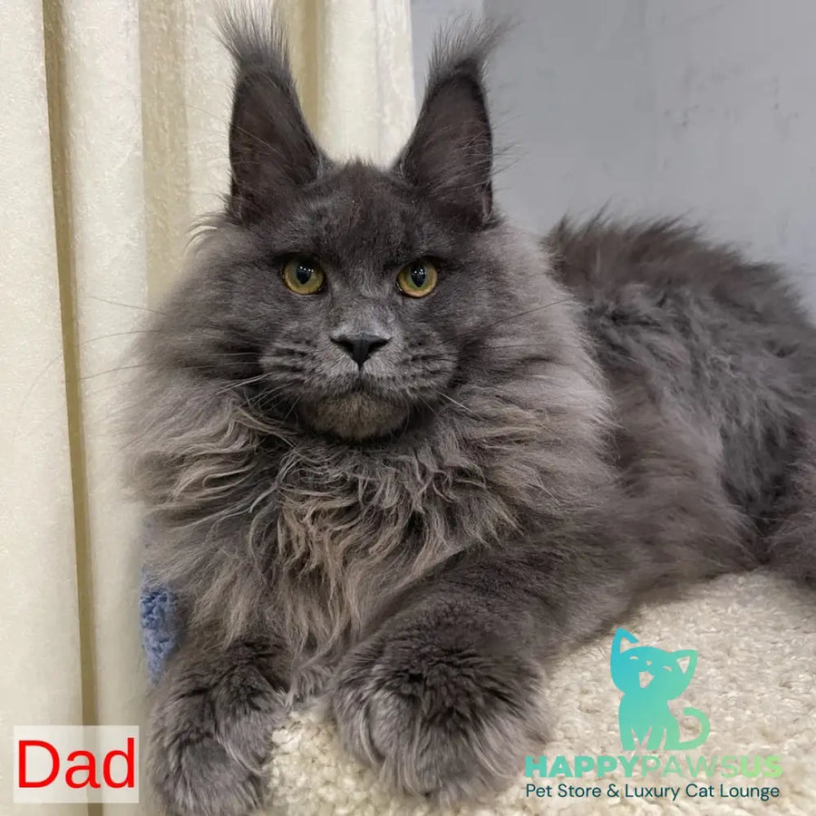 Nelly Maine Coon female blue tortie bicolour - live animals