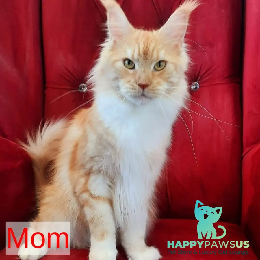 Nelly Maine Coon female blue tortie bicolour - live animals
