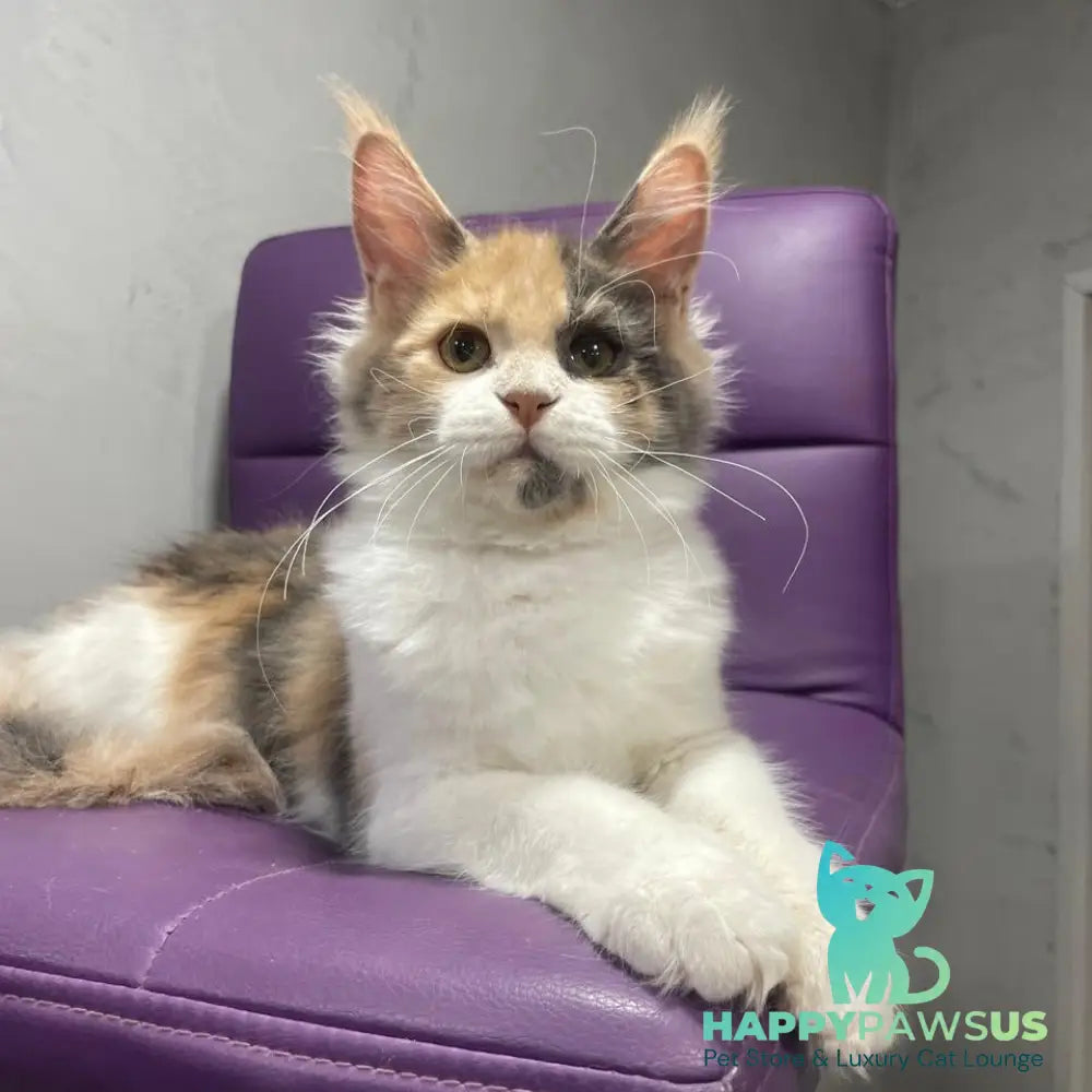 Nelly Maine Coon female blue tortie bicolour - live animals