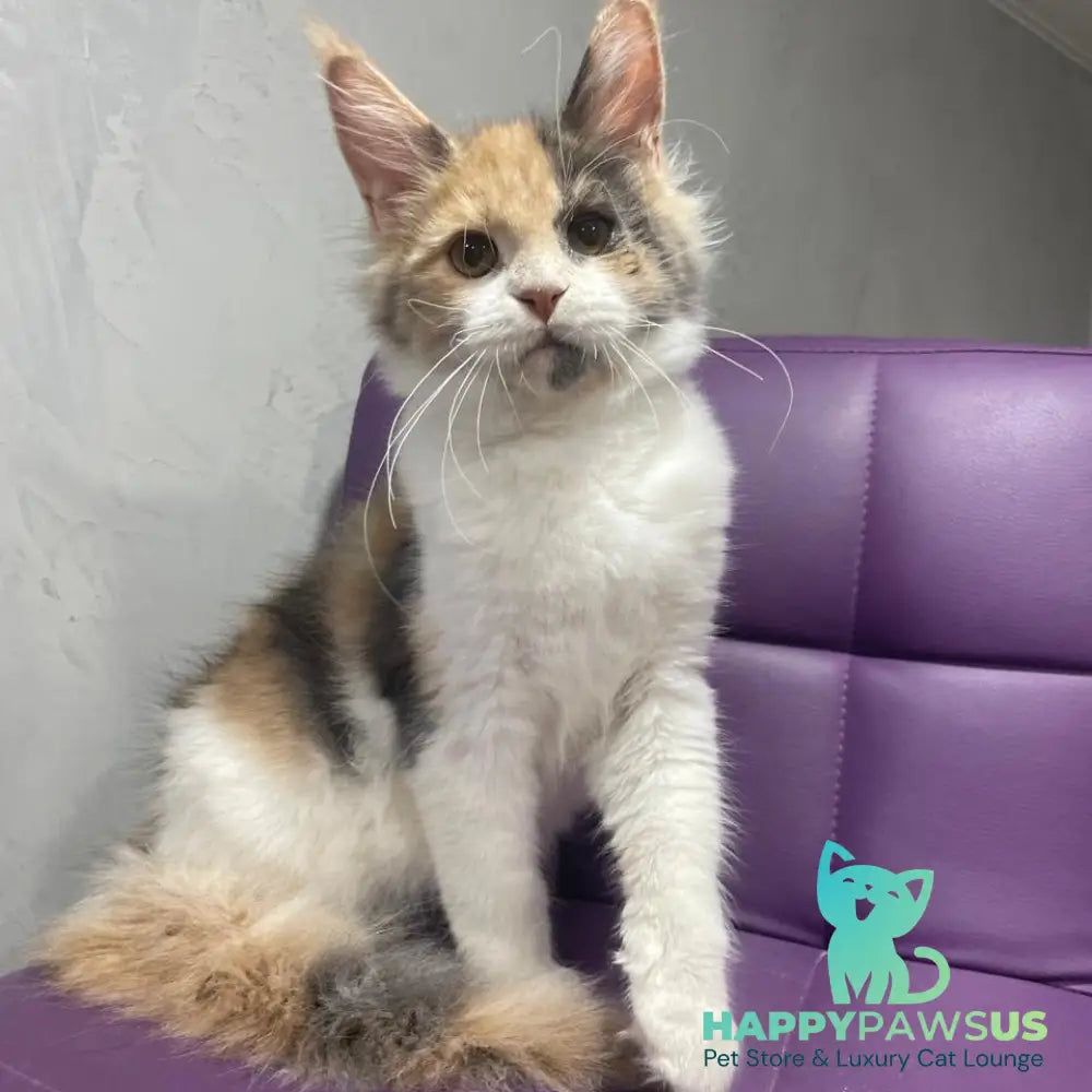 Nelly Maine Coon female blue tortie bicolour - live animals