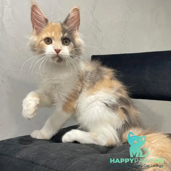Nelly Maine Coon female blue tortie bicolour - live animals