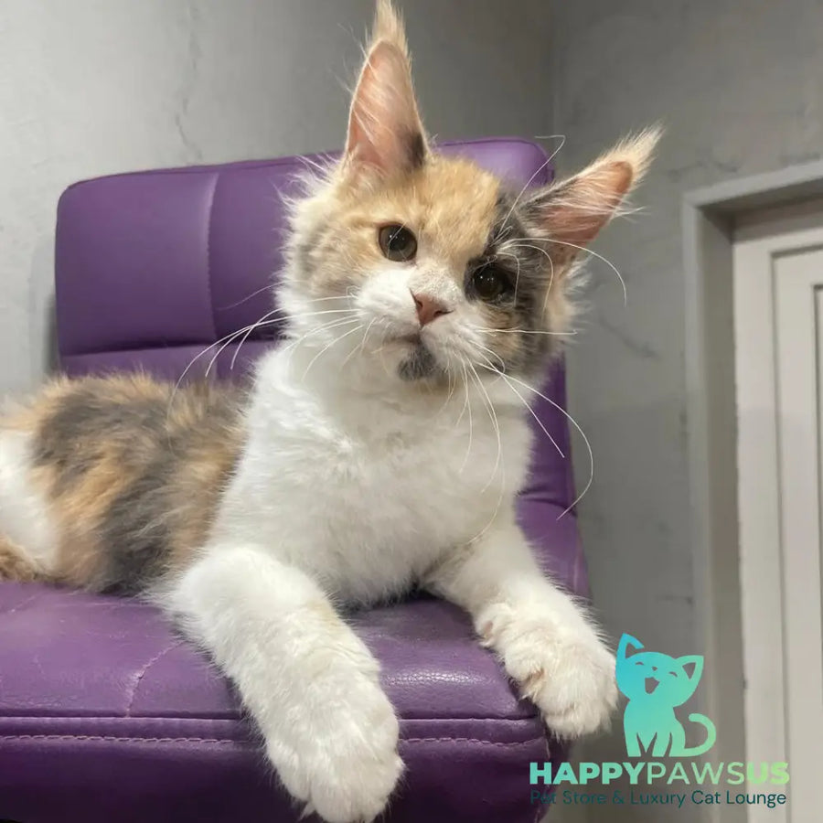 Nelly Maine Coon female blue tortie bicolour - live animals