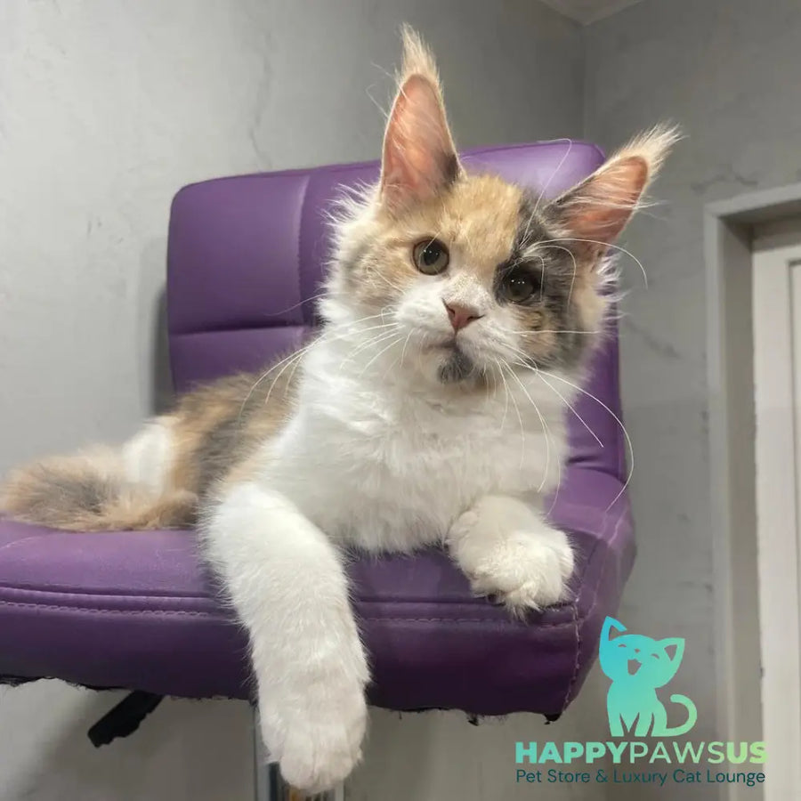Nelly Maine Coon female blue tortie bicolour - live animals