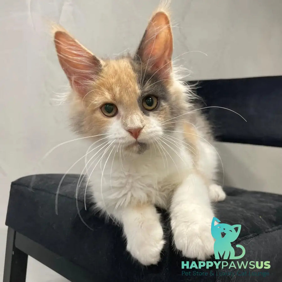 Nelly Maine Coon female blue tortie bicolour - live animals